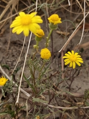 Senecio glaucus