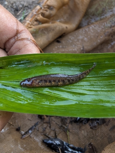 Saw dwarf loach (Kottelatlimia pristes) — Cobitidae — 3