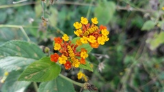 Ochraethes pollinosus