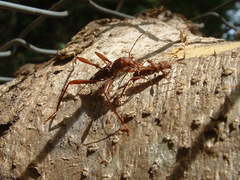 Neoclytus cacicus