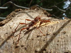 Neoclytus cacicus