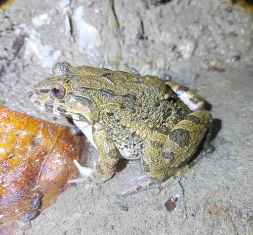 Fejervarya cancrivora