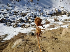 Gentiana tianschanica