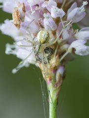 Enoplognatha ovata