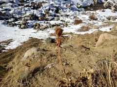 Gentiana tianschanica