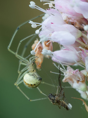 Enoplognatha ovata