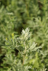 Artemisia armeniaca