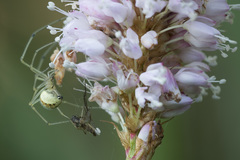 Enoplognatha ovata