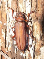 Strongylaspis bullata