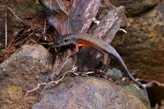 Tropidoscincus variabilis