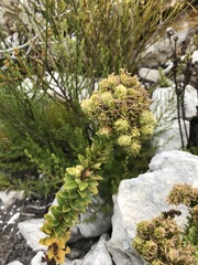 Pseudoselago pulchra