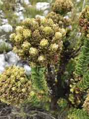 Pseudoselago pulchra