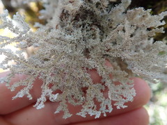 Sphaerophorus stereocauloides