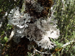 Sphaerophorus stereocauloides