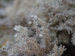 Sphaerophorus stereocauloides