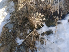 Archangelica brevicaulis