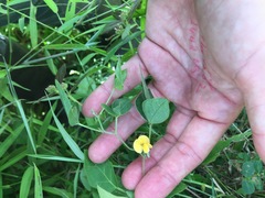 Zornia diphylla