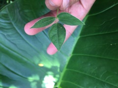Zornia diphylla