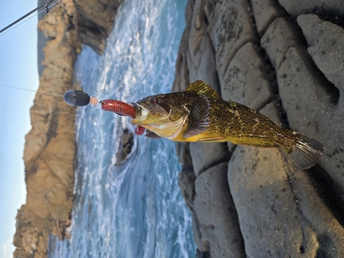 Greenling (Hexagrammos lagocephalus) — Hexagrammidae