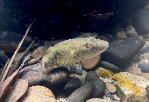 Cochinchina-kogelvis (Pao cochinchinensis) — Tetraodontidae — 4