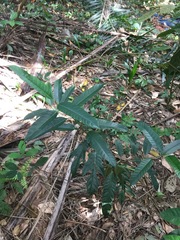 Artocarpus heterophyllus