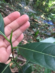 Artocarpus heterophyllus