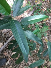 Artocarpus heterophyllus