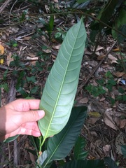 Artocarpus heterophyllus