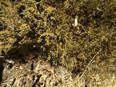 Juniperus pseudosabina