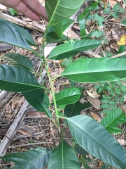 Artocarpus heterophyllus