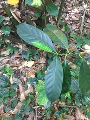 Artocarpus heterophyllus