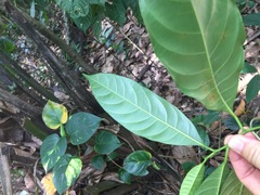 Artocarpus heterophyllus