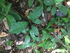 Aphanamixis polystachya