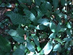 Aphanamixis polystachya