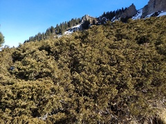 Juniperus pseudosabina