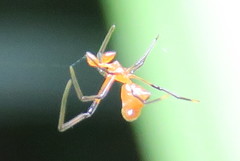 Argyrodes flavescens