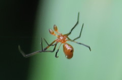 Argyrodes flavescens