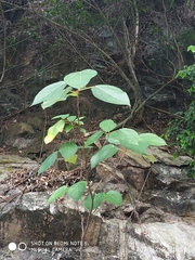 Homalanthus populifolius
