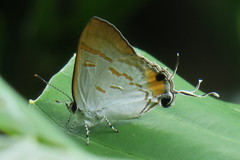 Hypolycaena thecloides