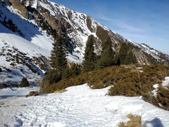 Juniperus pseudosabina