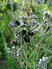 Clinteroides permutans