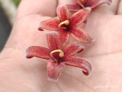 Sterculia foetida