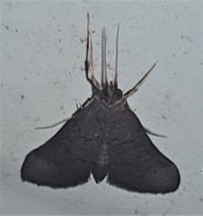Piletocera macroperalis