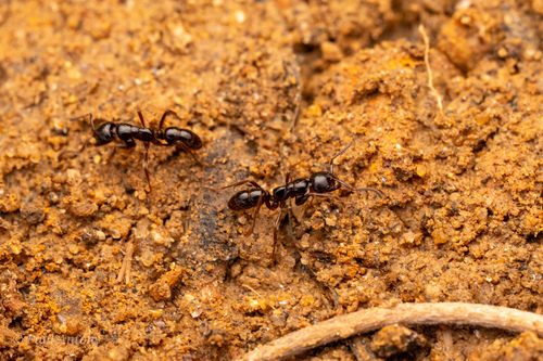 Leptogenys dentilobisLeptogenys dentilobis