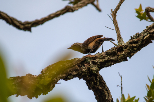 Rusty-backed Antwren (Formicivora rufa), photo 4