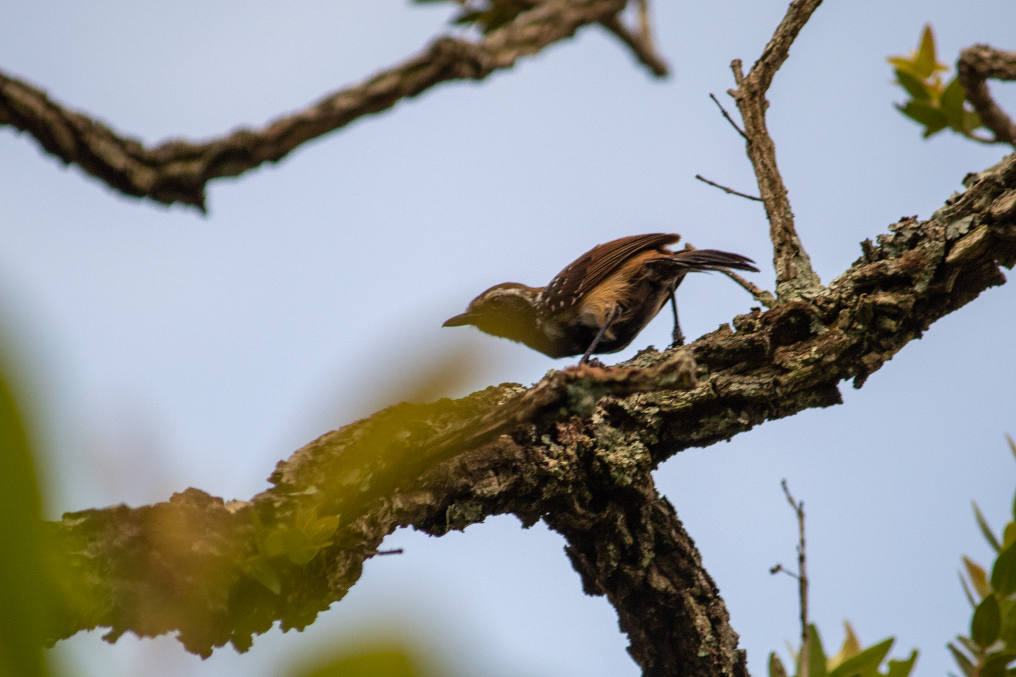 Rusty-backed Antwren (Formicivora rufa), photo 4
