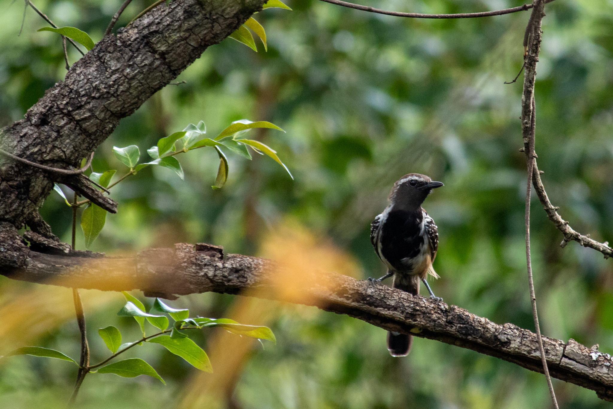 Rusty-backed Antwren (Formicivora rufa), photo 5