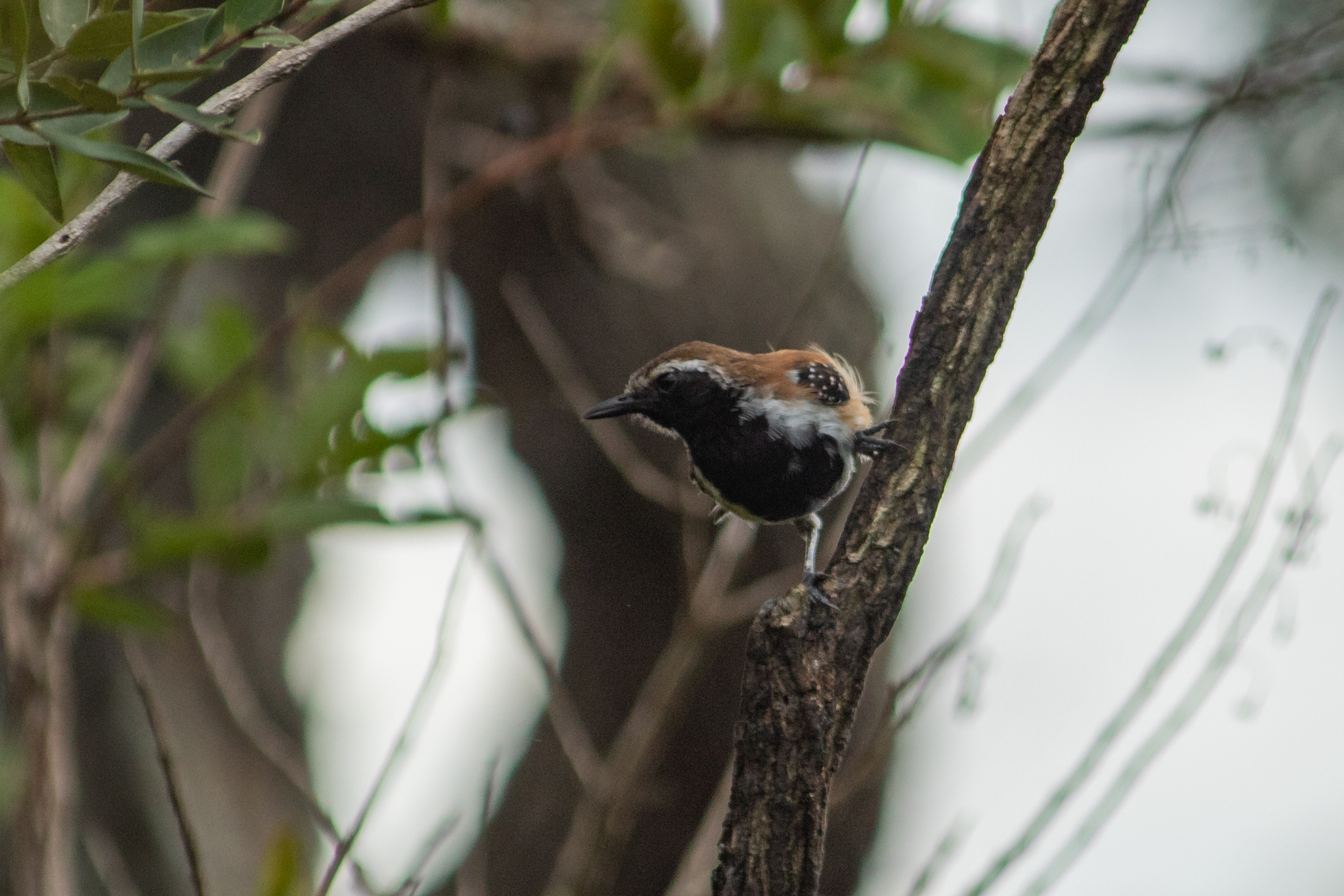 Rusty-backed Antwren (Formicivora rufa), photo 6