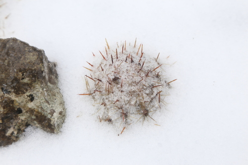 Coryphantha sulcata