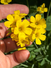 Oxalis valdiviensis, photograph (c) Cody Hinchliff, some rights reserved (CC BY)